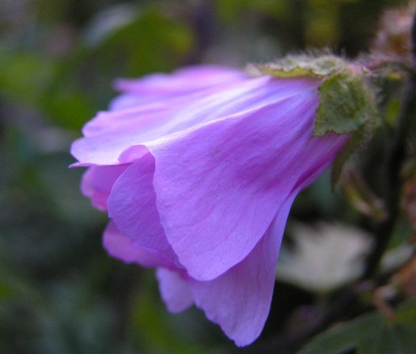 malva-moschata-rosea