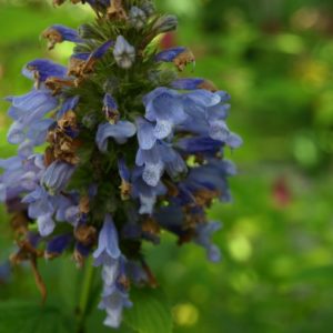 nepeta-sibirica