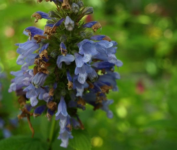 nepeta-sibirica