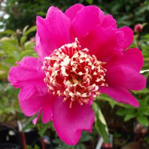 paeonia-barrington-belle