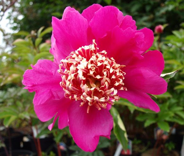 paeonia-barrington-belle