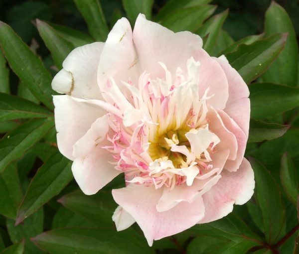 paeonia-do-tell