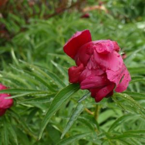paeonia-early-scout
