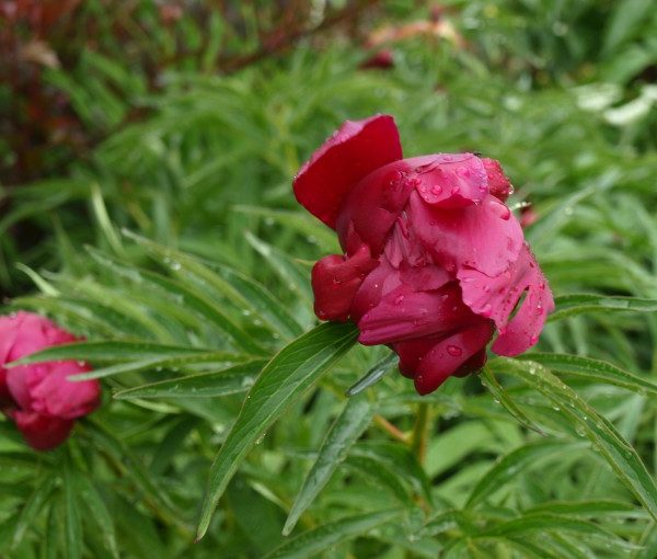 paeonia-early-scout