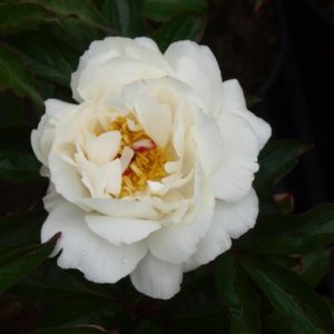 paeonia-festiva-maxima