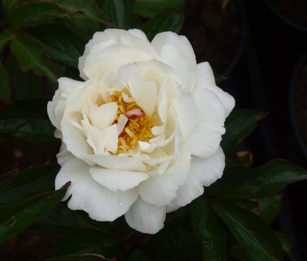 paeonia-festiva-maxima