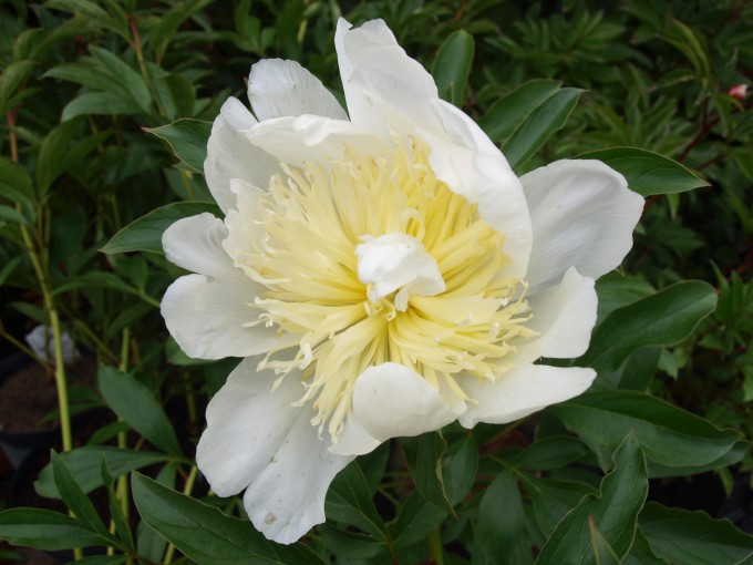 Paeonia ’Top brass’ - Hägnaregården