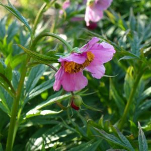 paeonia-veitchii