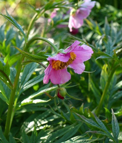 paeonia-veitchii