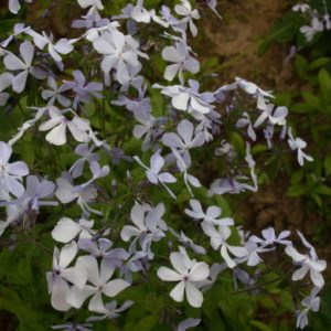 phlox-stolonifiera