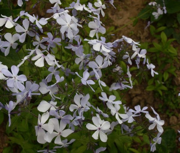 phlox-stolonifiera