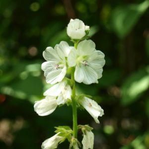 physostegia-virginiana