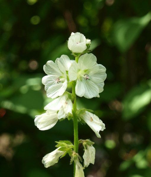 physostegia-virginiana