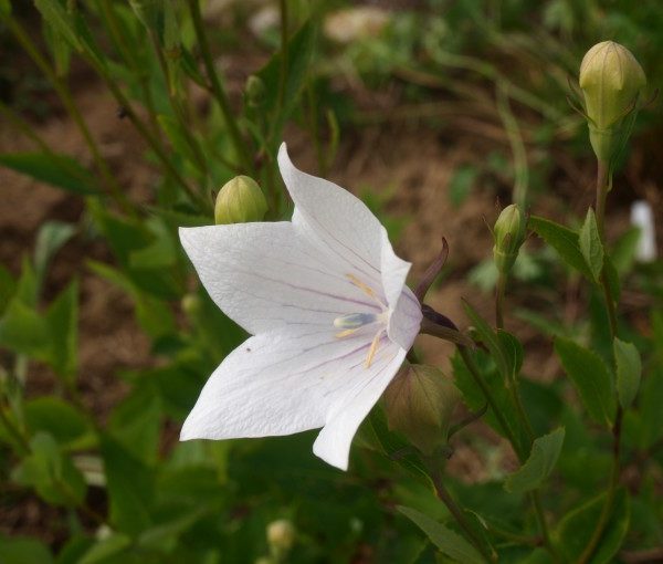 platycodon-grandiflorus-mariesii