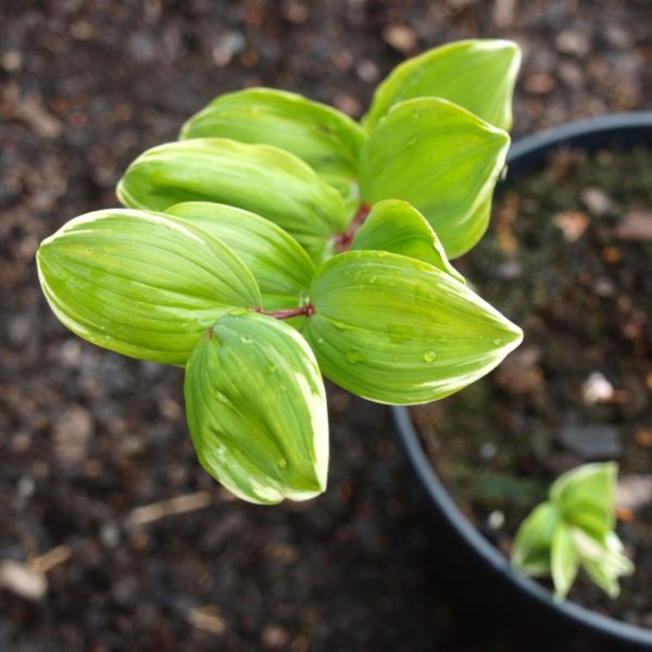 polygonatum-falcatum-variegatum