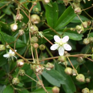 potentilla-tridentata-nuuk