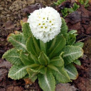 primula-denticulata