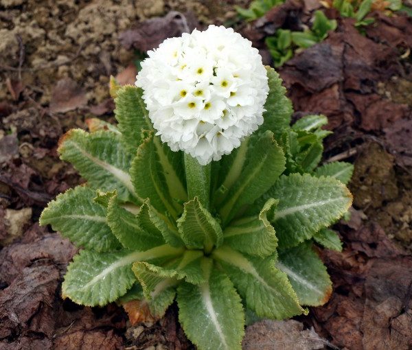 primula-denticulata