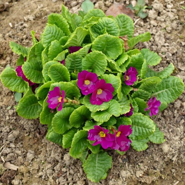 primula-juliae