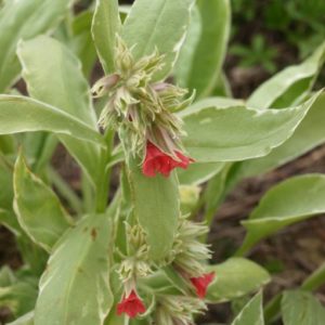 pulmonaria-rubra-david-ward