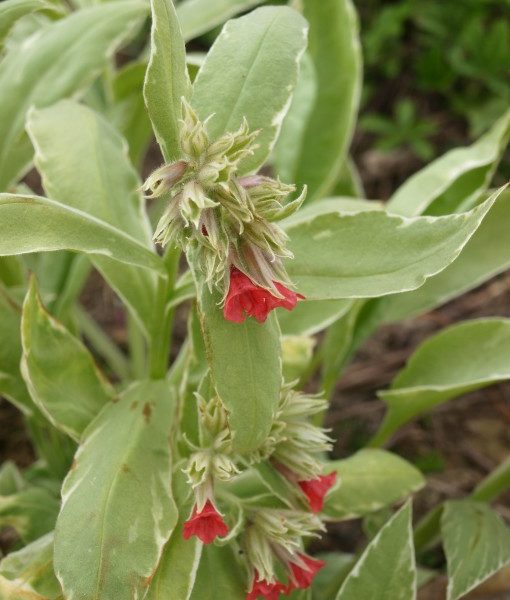 pulmonaria-rubra-david-ward