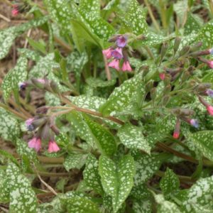 pulmonaria-saccharata-mrs-moon