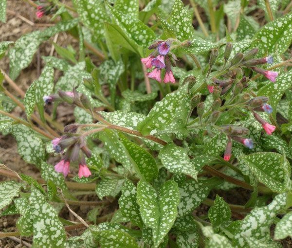 pulmonaria-saccharata-mrs-moon