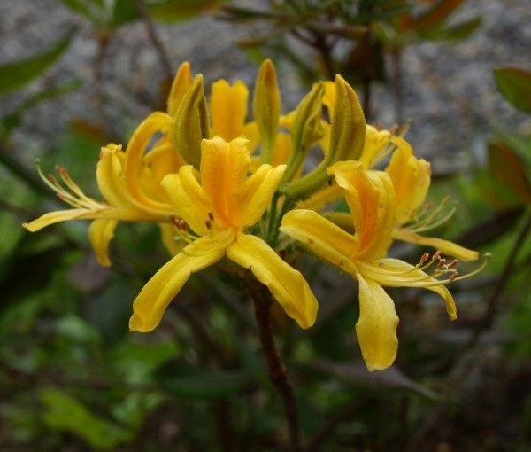 rhododendron-luteum