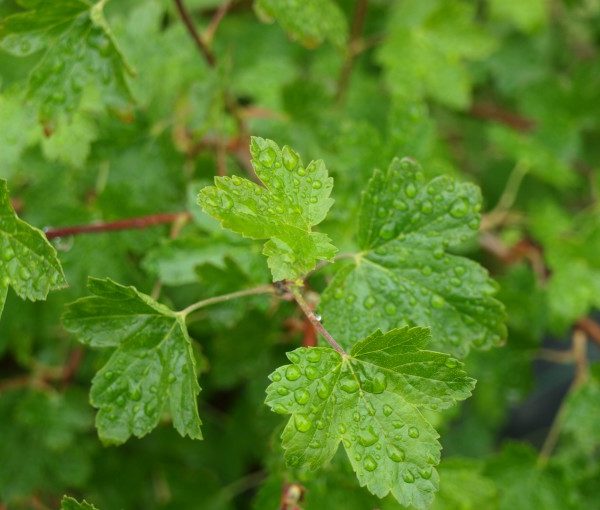 ribes-gordonianum