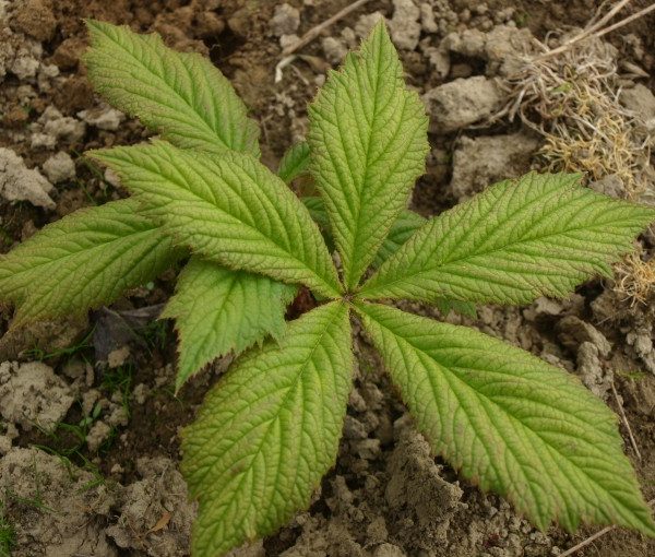 rodgersia-aesculifolia