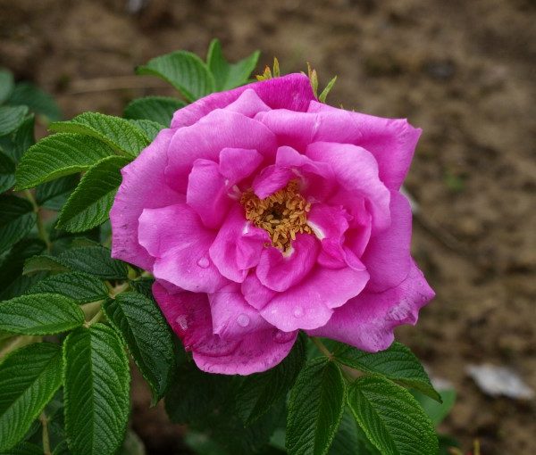 rosa-rugosa-lotta