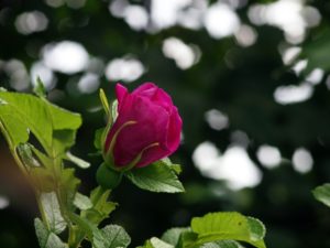 Rosa rugosa