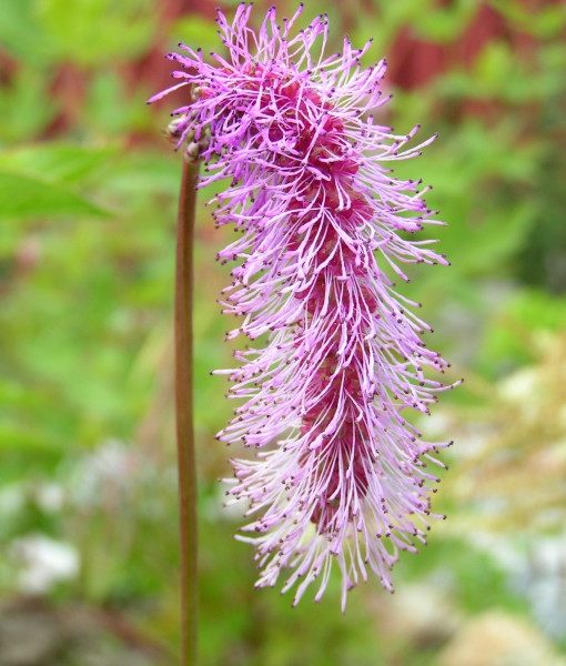 sanguisorba-hakusanensis