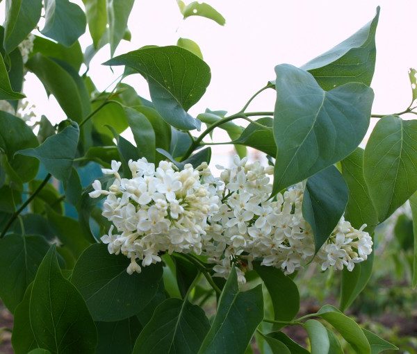 syringa-vulgaris-primrose