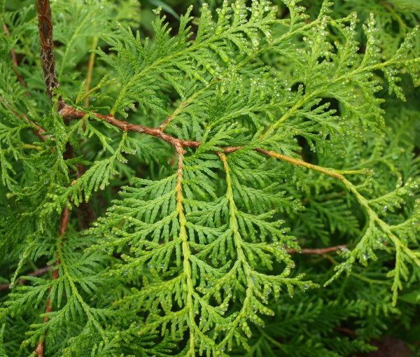 thuja-pyramidalis-bruce-barnes