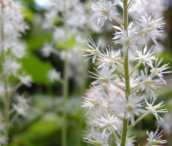 tiarella-cordifolia