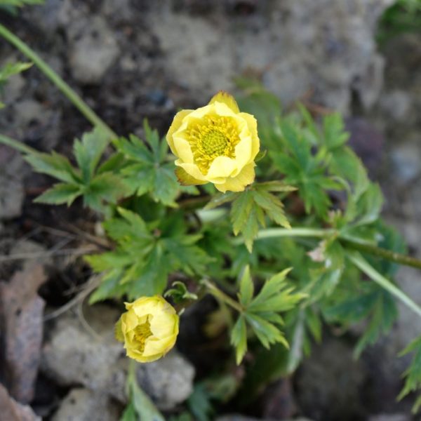 trollius-alabaster