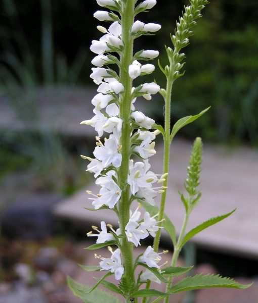 veronica-longifolia